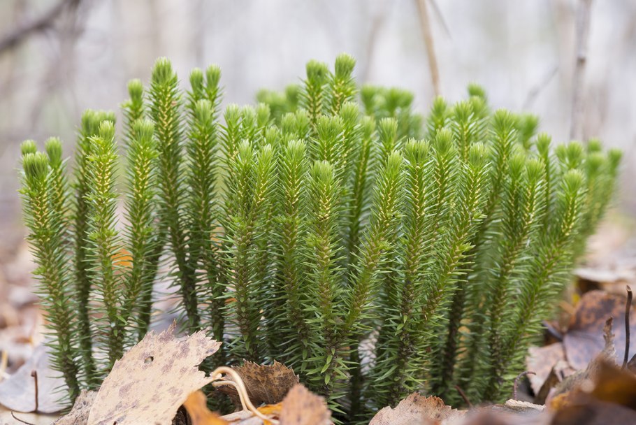 Баранец – Huperzia