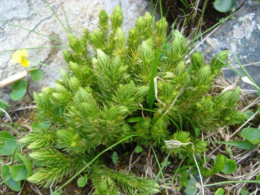 Баранец обыкновенный плаун