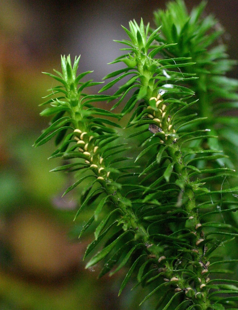 Lycopodium juniperoideum
