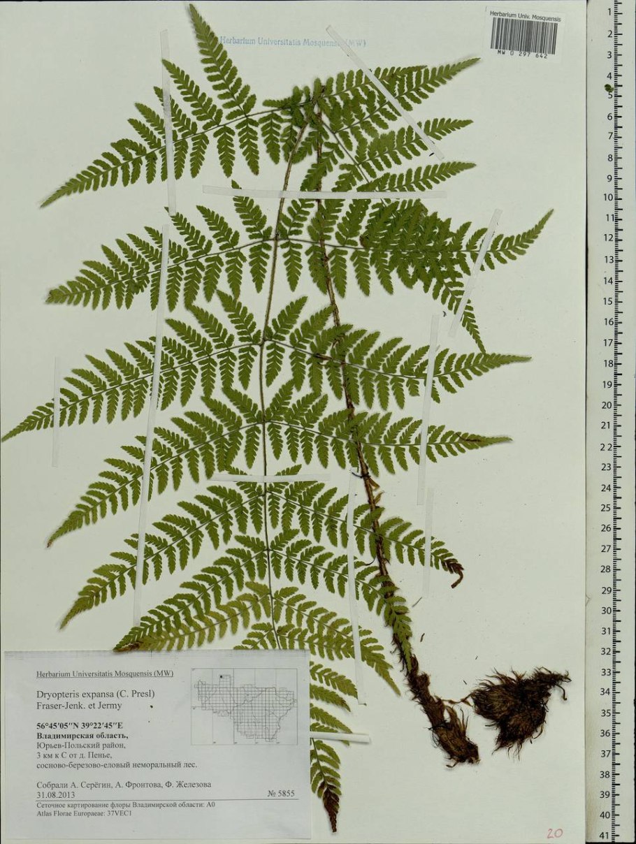 Dryopteris carthusiana