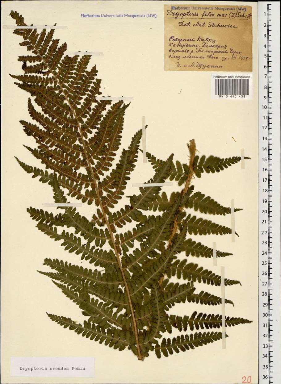 Щитовник Лесной