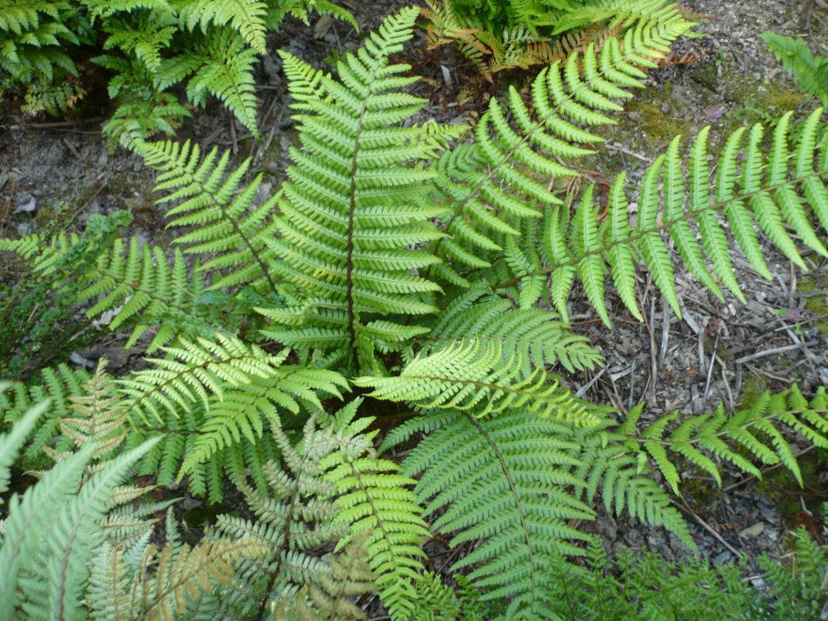 Дриоптерис аффинис