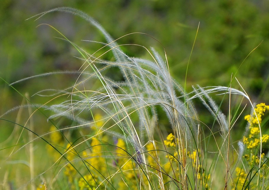 Ковыль перистый (Stipa pennata)