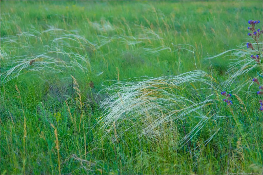 Ковыль перистый (Stipa pennata)