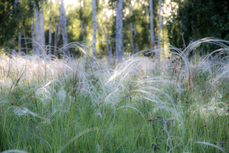 Ковыль перистый (Stipa pennata l.)