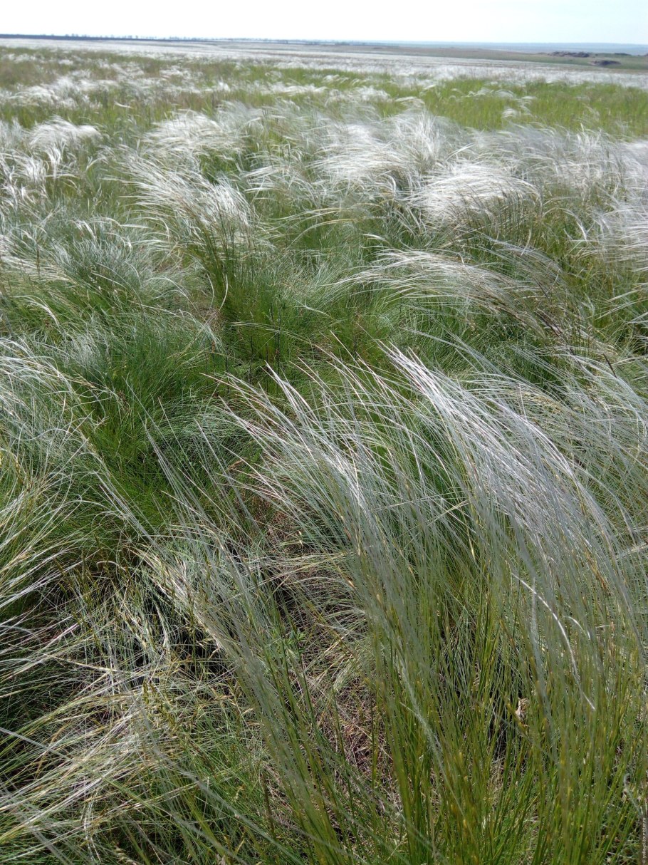 Ковыль волосатик (Тырса)
