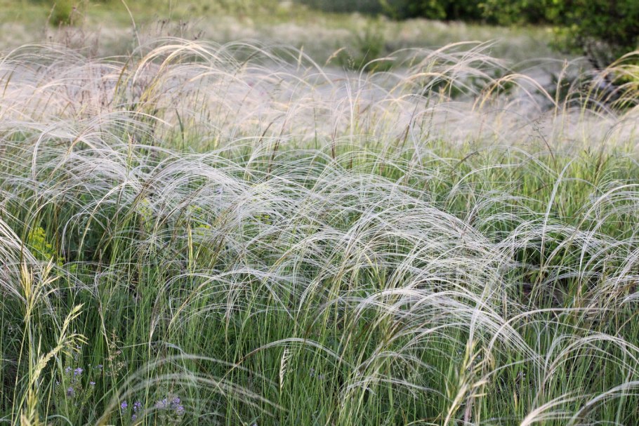 Ковыль перистый (Stipa pennata)