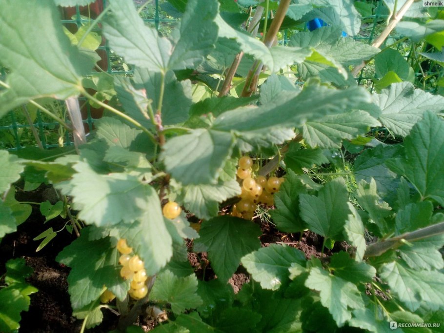 Смородина Версальская