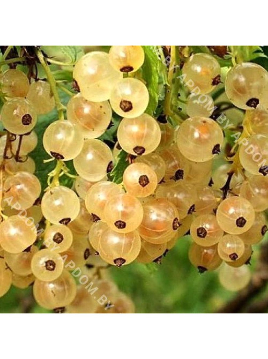 Смородина белая Потапенко