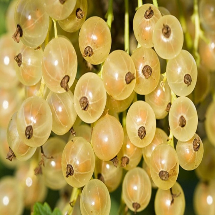 Смородина белая белая Потапенко