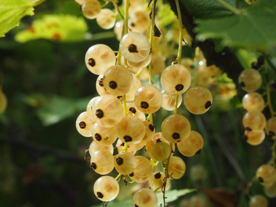 Смородина белая Версальская