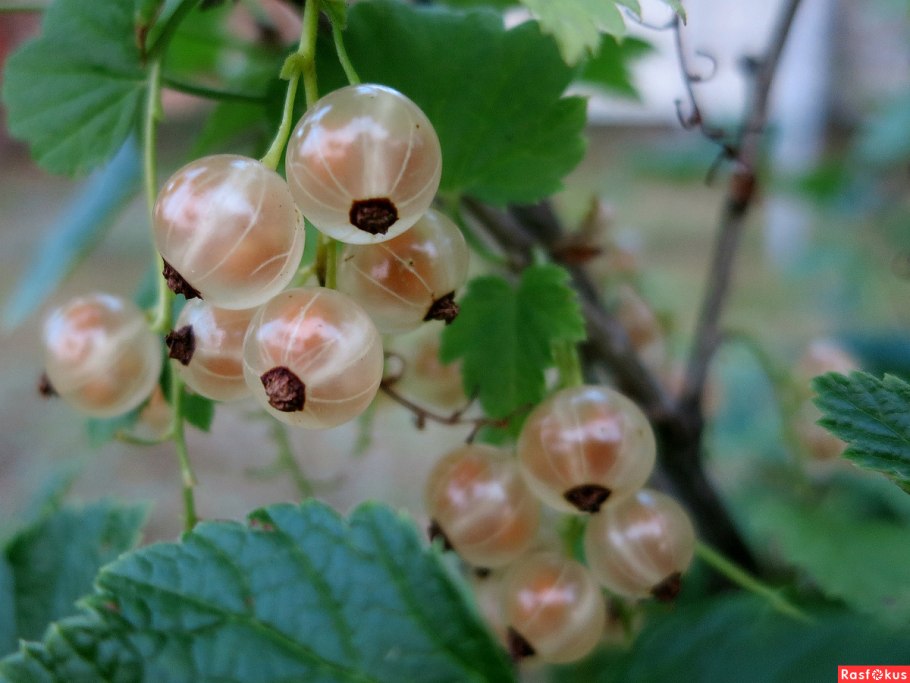 Смородина белая Уральская десертная