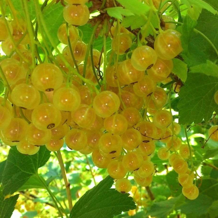 Смородина белая Витте Холландер