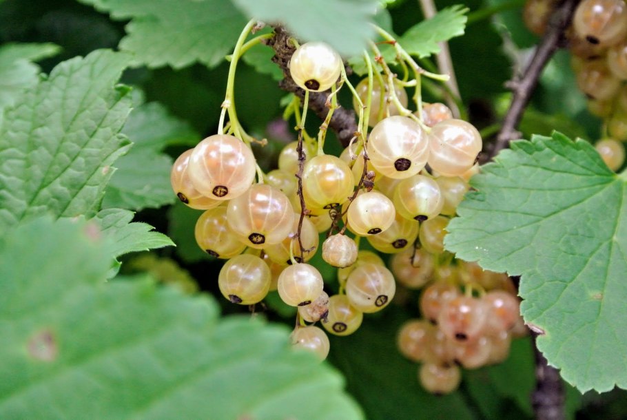 Смородина белая Беляна (с2)