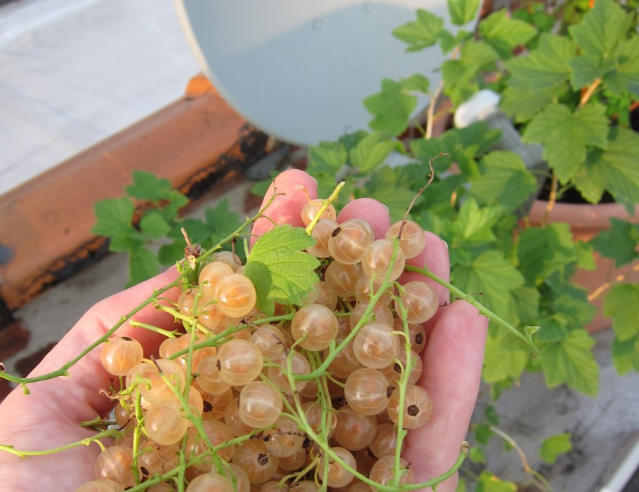 Смородина белая Беляна