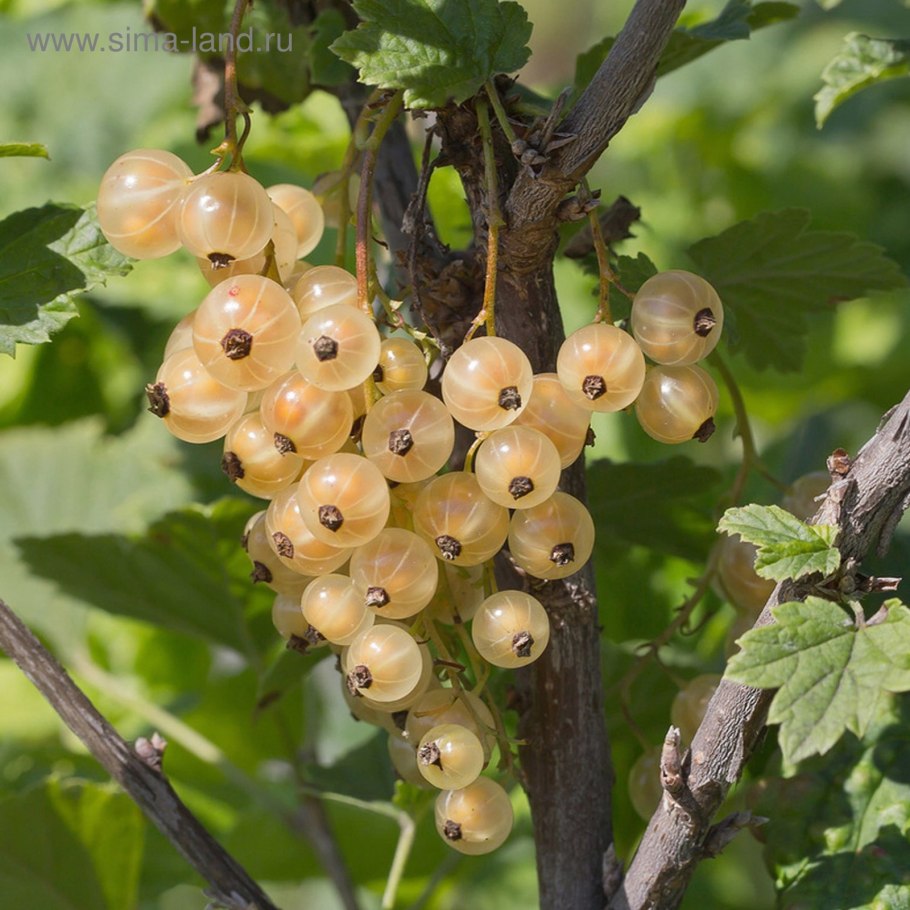 Смородина белая Версальская белая