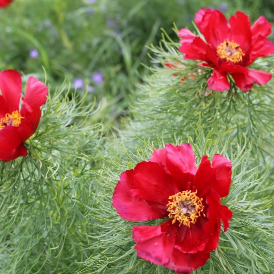 Пион тонколистный махровый