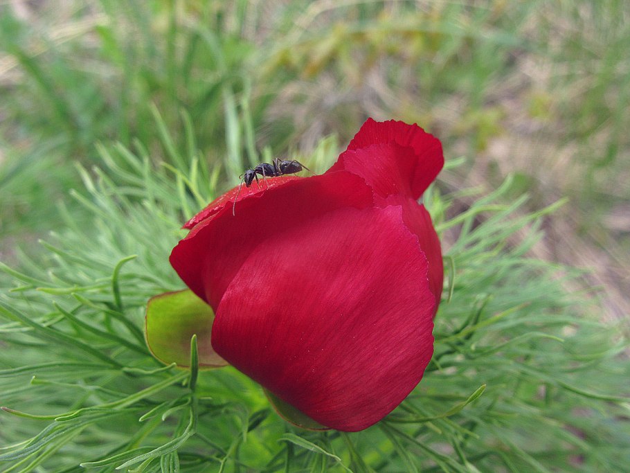 Пион tenuifolia rosea