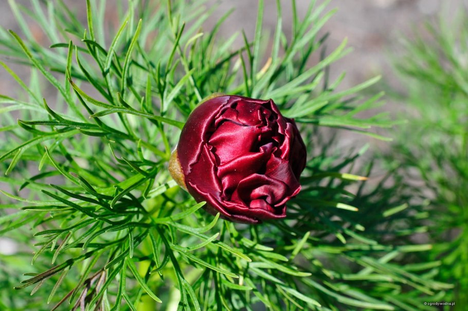 Пион тонколистный Paeonia tenuifolia