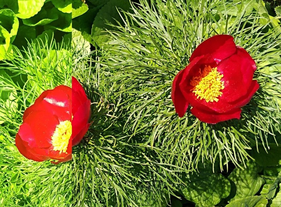 Пион тонколистный меры охраны