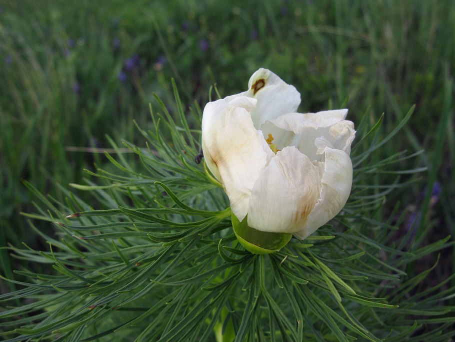 Пион тонколистный белый