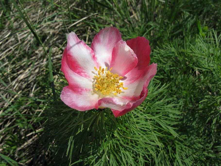 Пион тонколистный крупно в Радищевском районе Ульян области