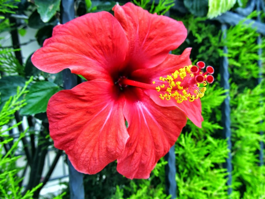 Китайская роза дерево