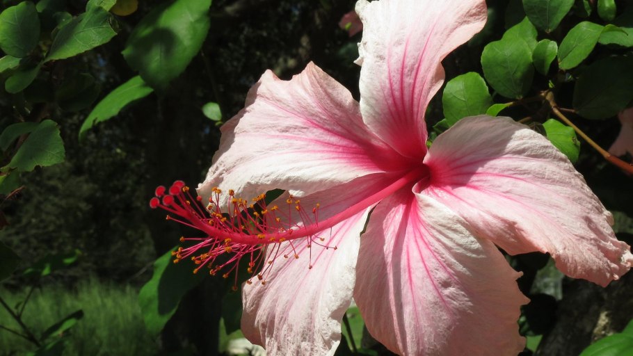 Гибискус лепестки серые Ibisco