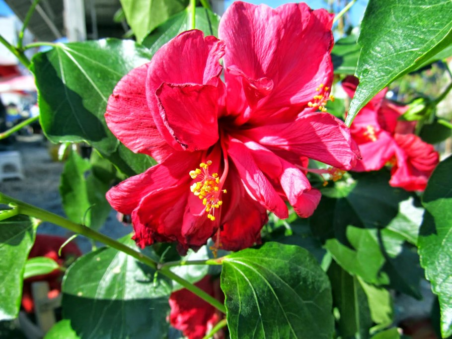 У гибискуса желтеют листья