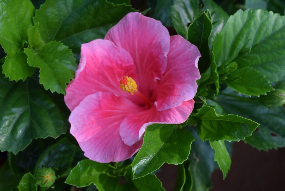 Гибискус Мальва