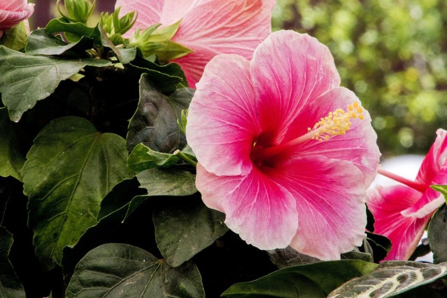 Hibiscus Блуе