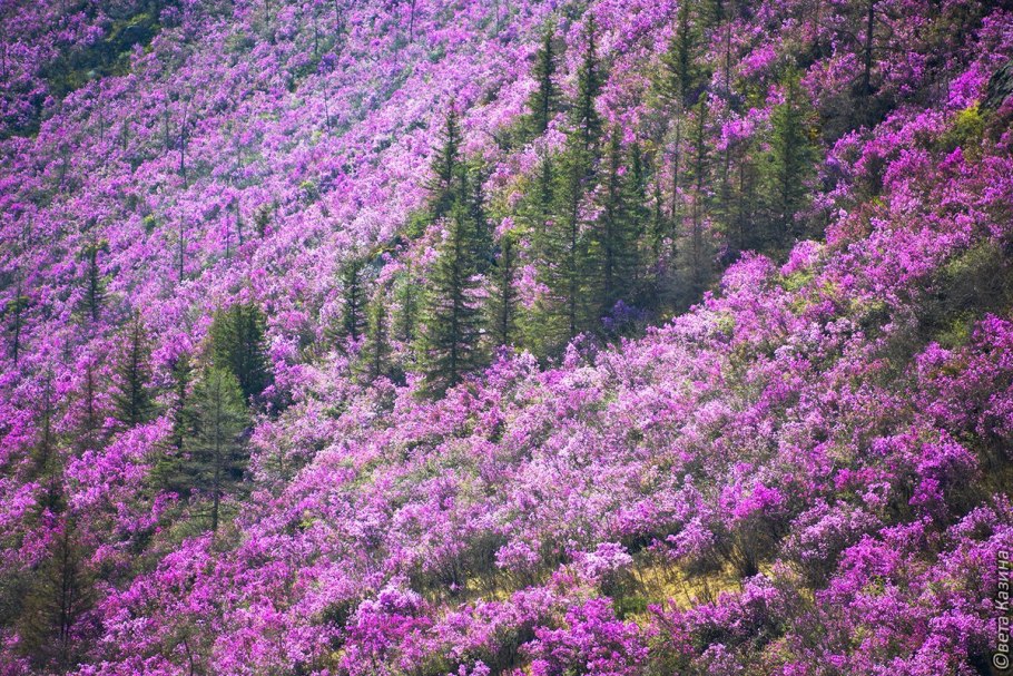 Багульник, маральник рододендрон Даурский