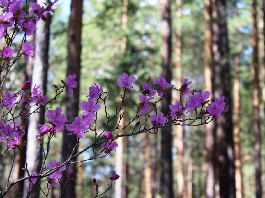 Рододендрон Даурский багульник