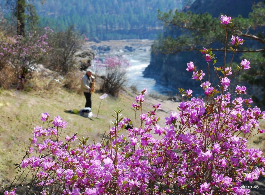 Рододендрон Даурский
