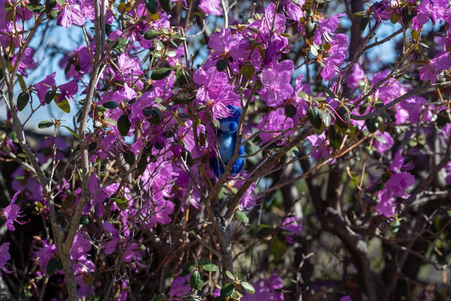 Алтай багульник цветет