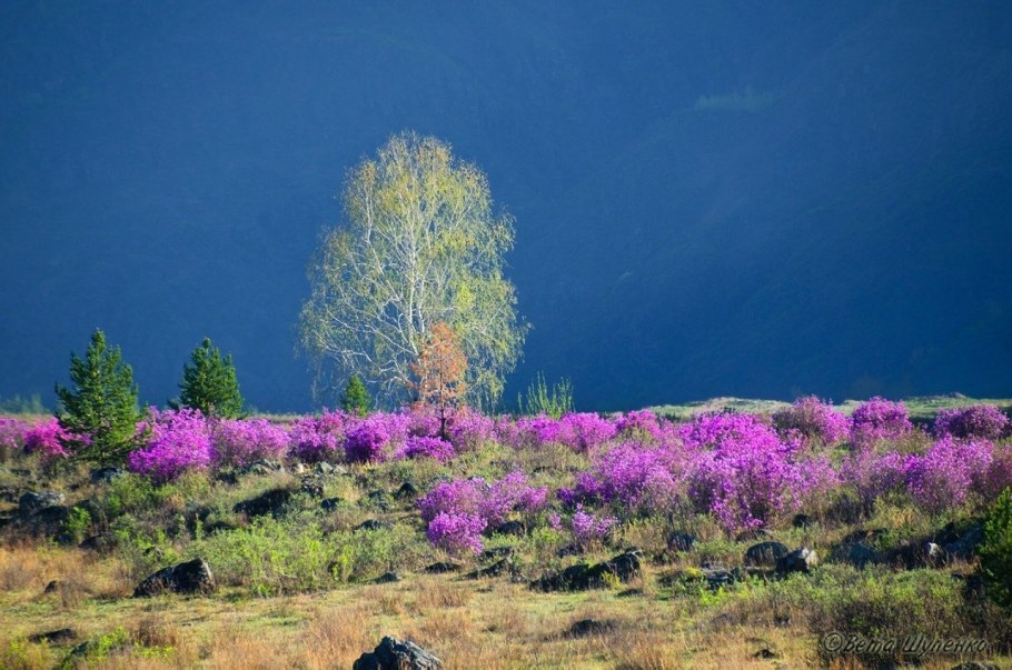 Багульник Даурский