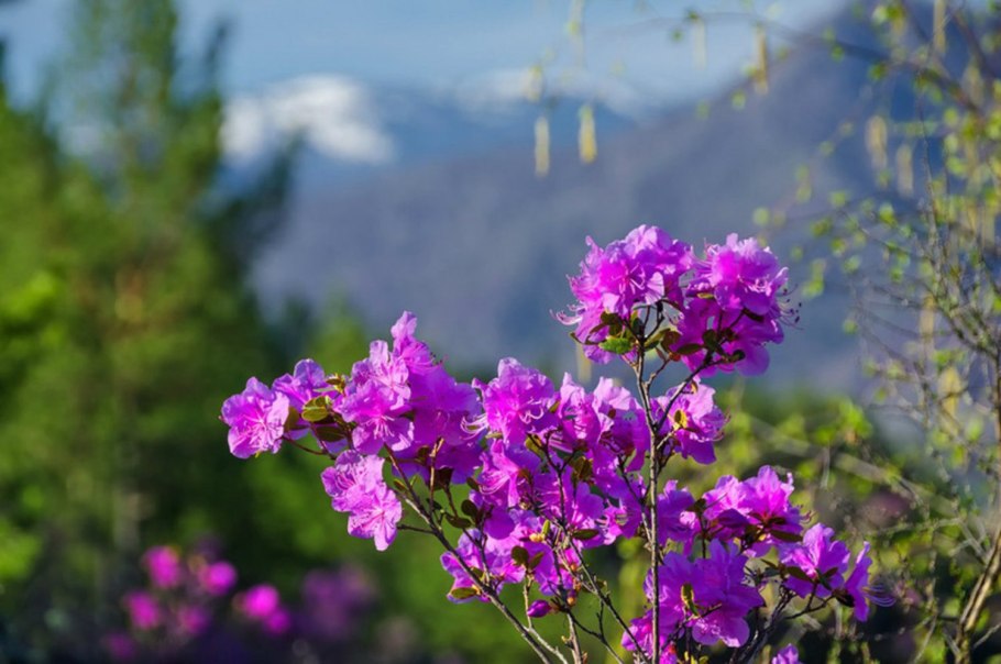 Забайкалье багульник на сопках посёлок Дарасун