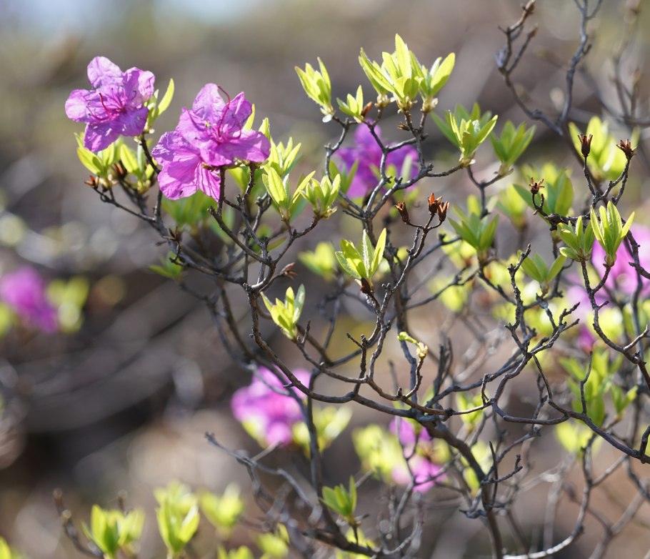 Маральники Алтайского края и Республики