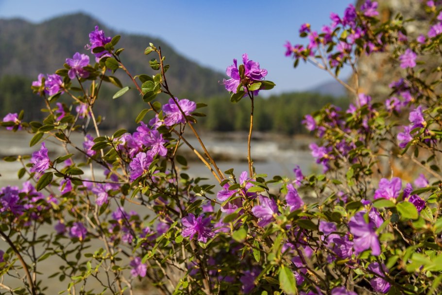 Багульник цветы Сибири
