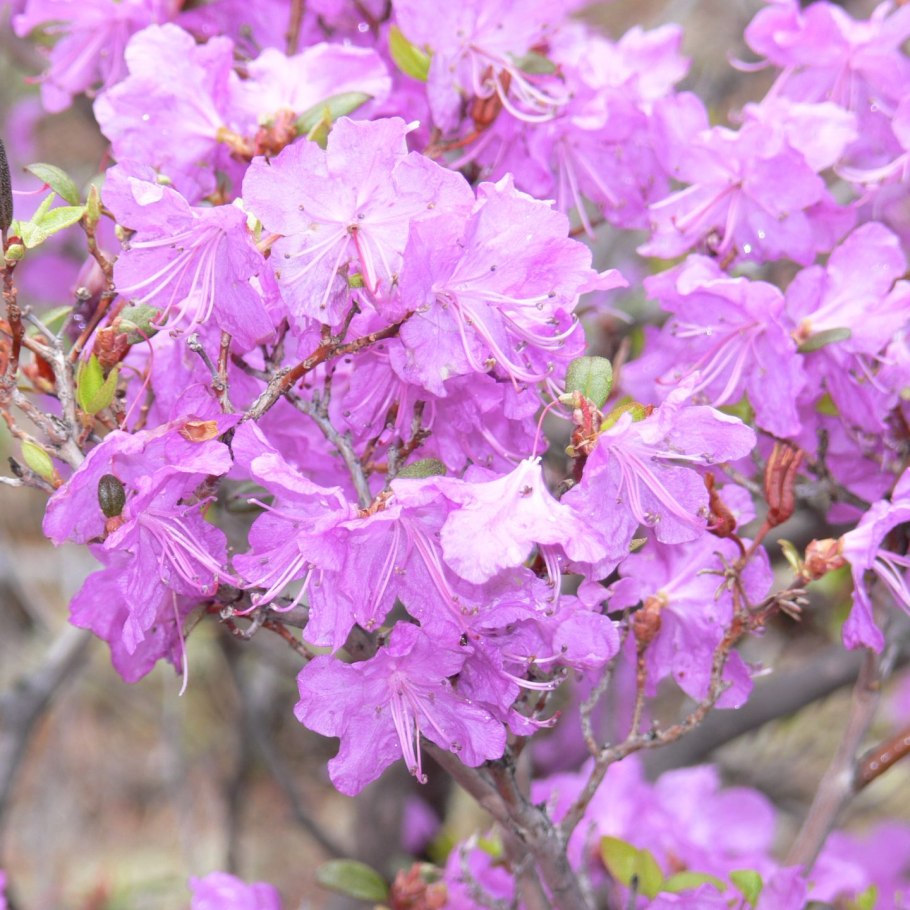 Якутия. Цветет багульник