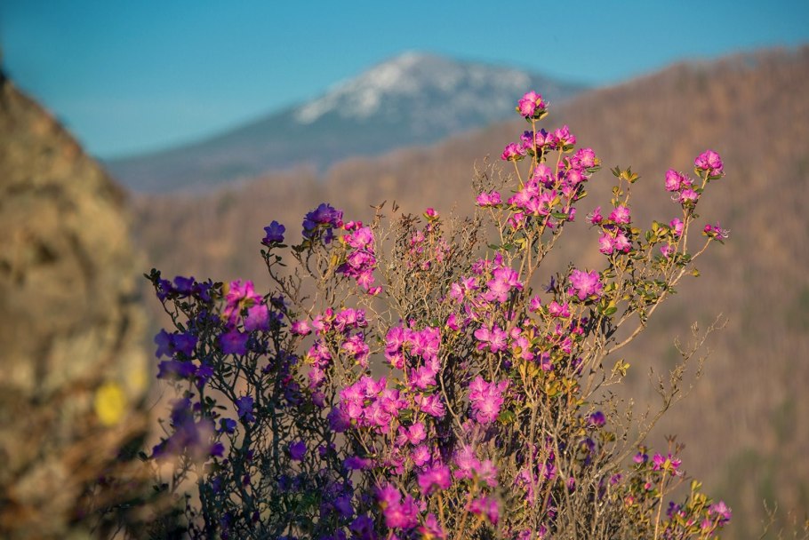 Маральник горный Алтай рододендрон