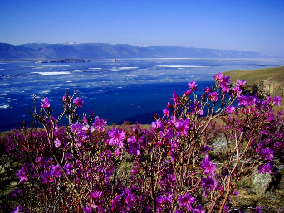 Маральник багульник Сибирский рододендрон Даурский