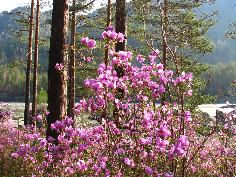 Приамурье багульник