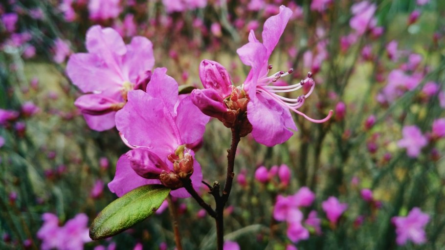 Цветение маральника на Алтае