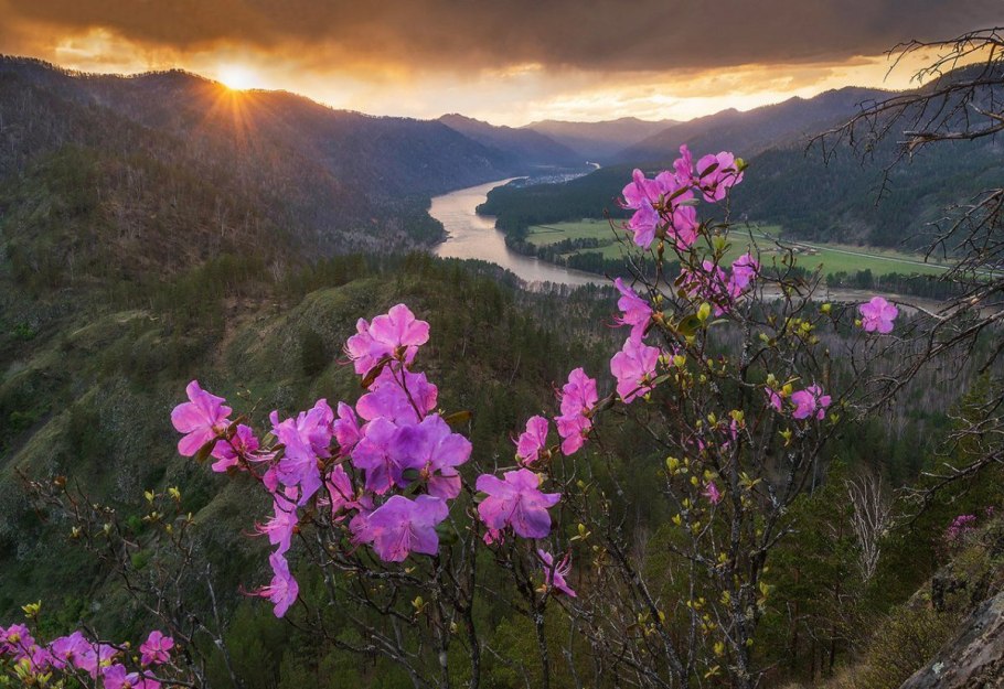 Багульник на Алтае