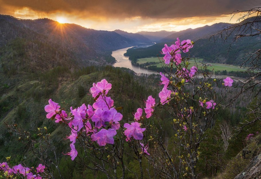 Рододендрон Даурский в тайге