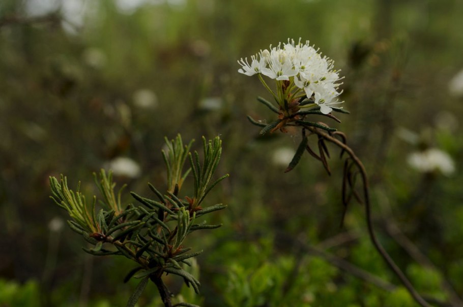 Рододендрон Дальневосточный