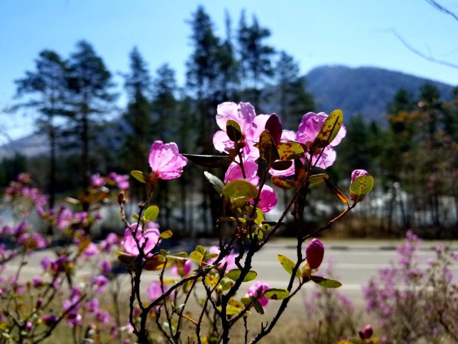 Багульник кустарник