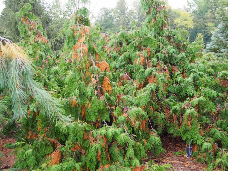 Thuja occidentalis 'pendula'