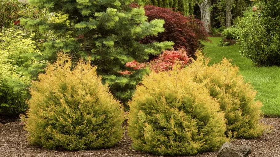Туя Западная - Thuja occidentalis 'Rheingold'